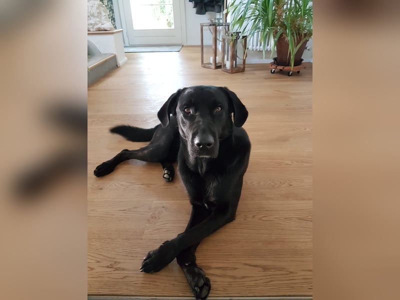 Deckrüde – Mischling Labrador x Belgischer Schäferhund