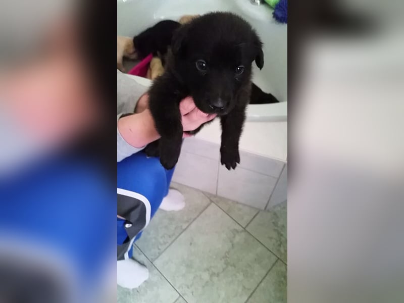 Deckrüde – Mischling Labrador x Belgischer Schäferhund