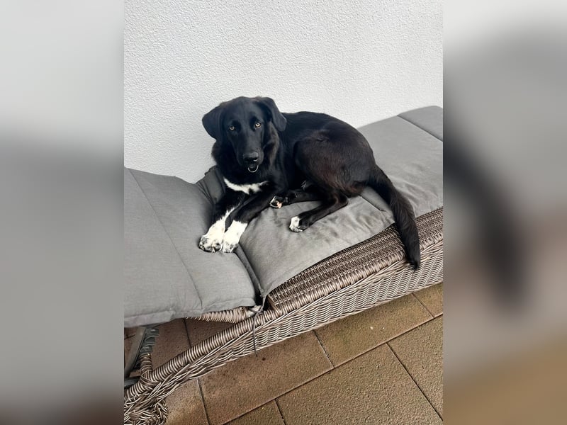 Abby auf Pflegestelle in 53797 Lohmar
