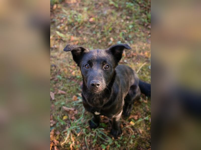 Bobo - Jungspund mit großem Herzen  Pflegestelle oder Zuhause zum 24.05.2025 gesucht !