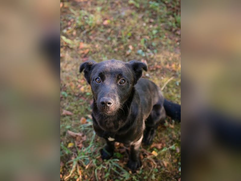Bobo - Jungspund mit großem Herzen  Pflegestelle oder Zuhause zum 24.05.2025 gesucht !