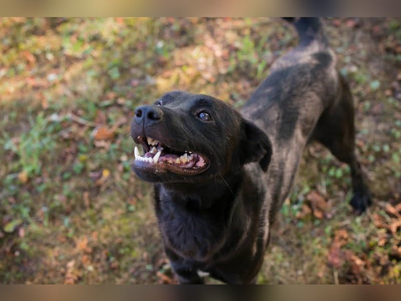 Bobo - Jungspund mit großem Herzen  Pflegestelle oder Zuhause zum 24.05.2025 gesucht !