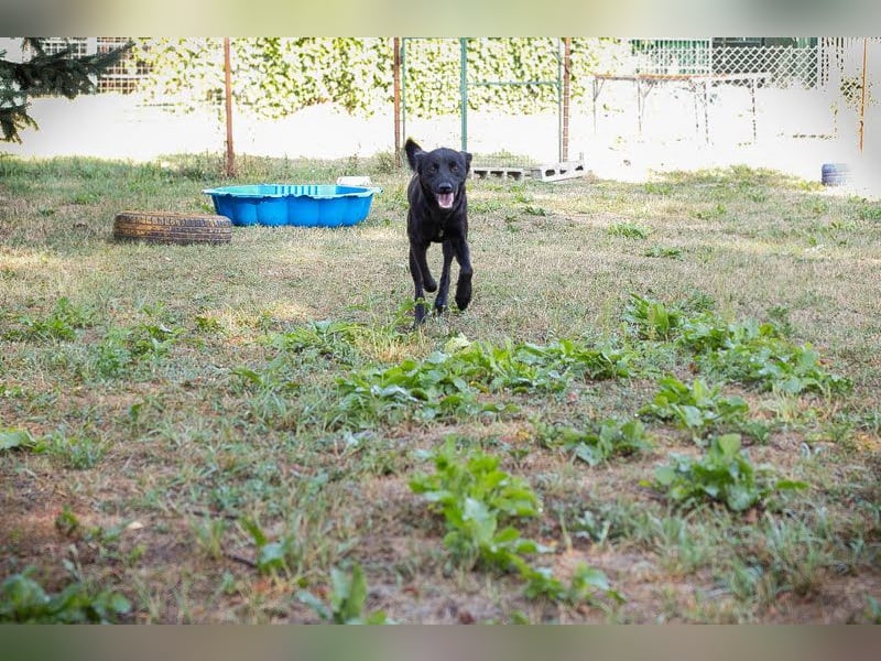 Bobo - Jungspund mit großem Herzen  Pflegestelle oder Zuhause zum 24.05.2025 gesucht !