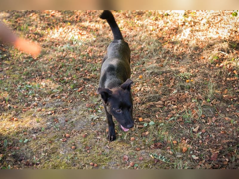 Bobo - Jungspund mit großem Herzen  Pflegestelle oder Zuhause zum 24.05.2025 gesucht !