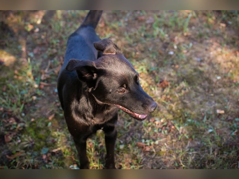 Bobo - Jungspund mit großem Herzen  Pflegestelle oder Zuhause zum 24.05.2025 gesucht !