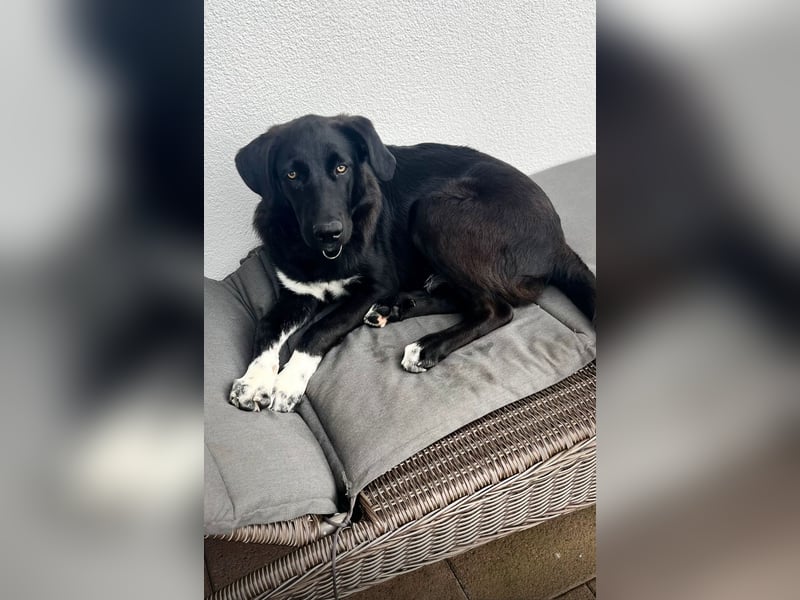Abby auf Pflegestelle in 53797 Lohmar