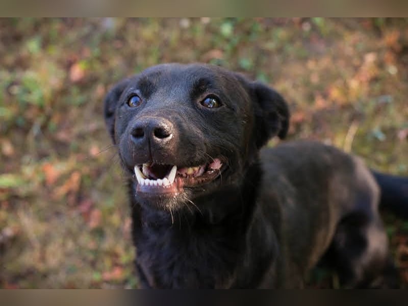 Bobo - Jungspund mit großem Herzen  Pflegestelle oder Zuhause zum 24.05.2025 gesucht !