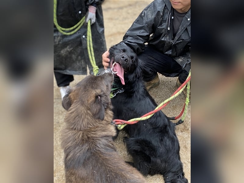 Gabe, 11 monate jung,Retriever Mischling,total menschenbezogen ,sucht eine Familie für immer