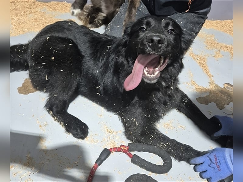 Gabe, 11 monate jung,Retriever Mischling,total menschenbezogen ,sucht eine Familie für immer