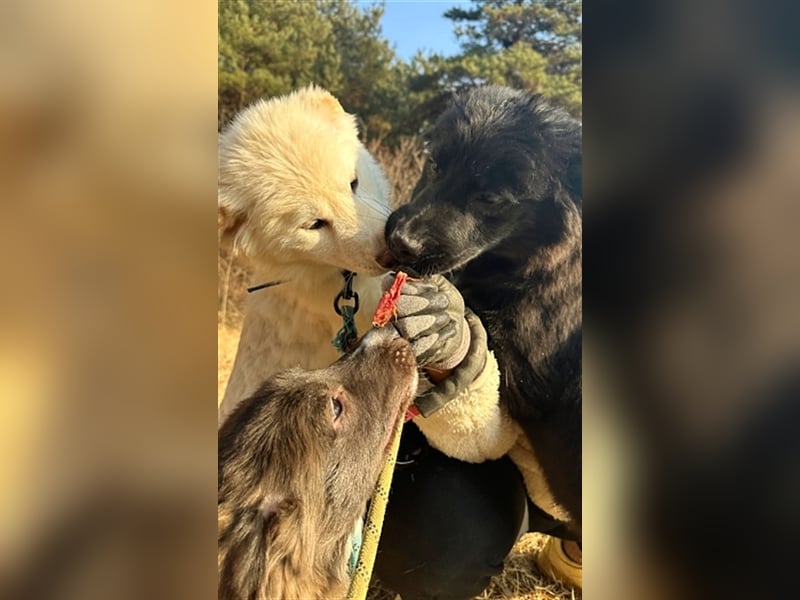 Gabe, 11 monate jung,Retriever Mischling,total menschenbezogen ,sucht eine Familie für immer