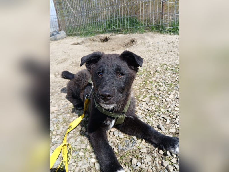 Fröhlicher Welpenjunge Buddy