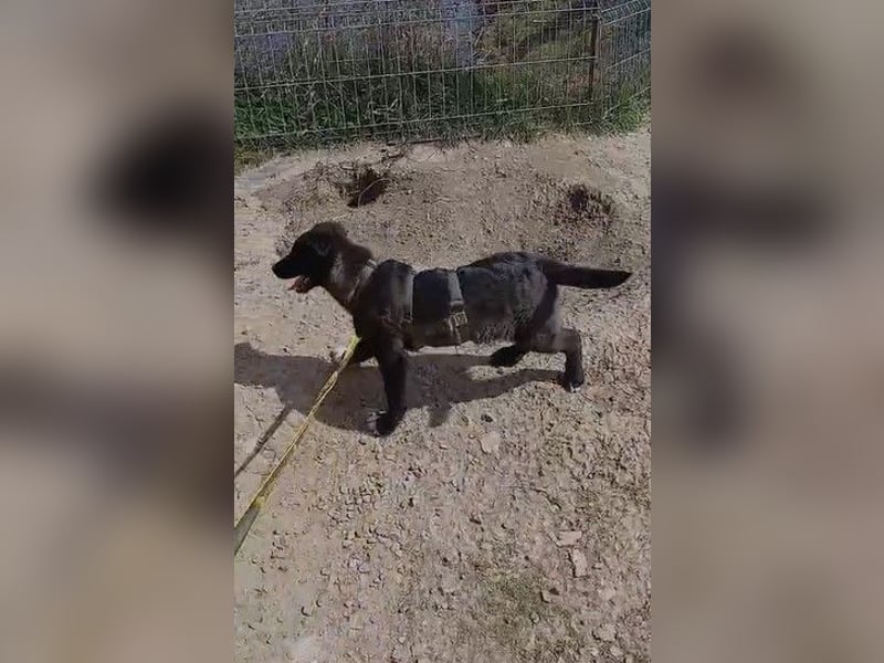 Fröhlicher Welpenjunge Buddy