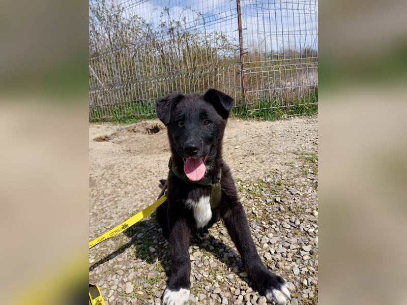 Fröhlicher Welpenjunge Buddy