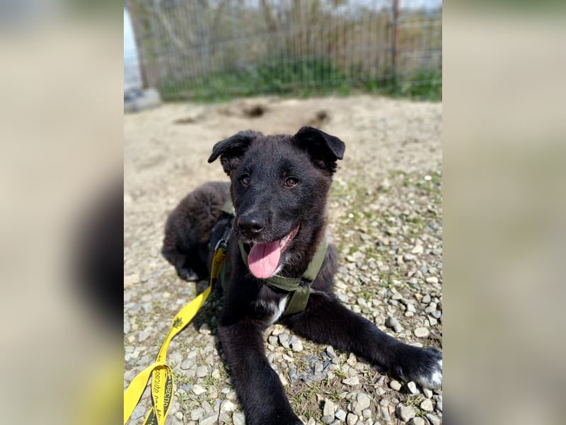 Fröhlicher Welpenjunge Buddy