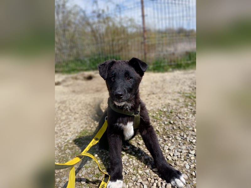 Fröhlicher Welpenjunge Buddy