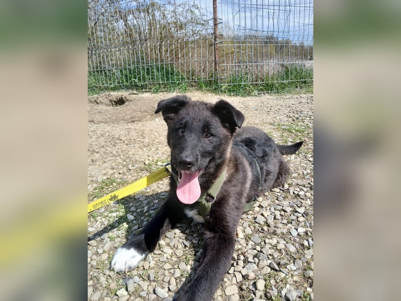 Fröhlicher Welpenjunge Buddy