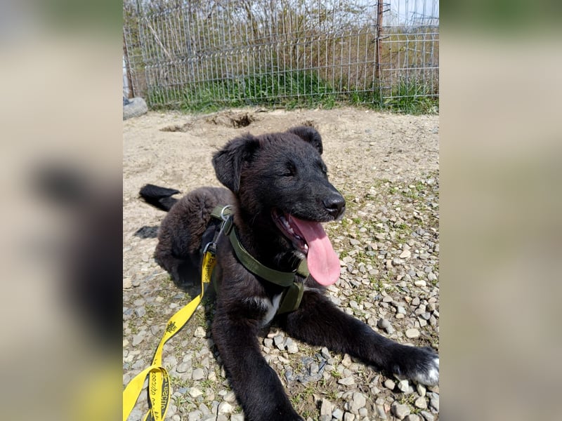 Fröhlicher Welpenjunge Buddy