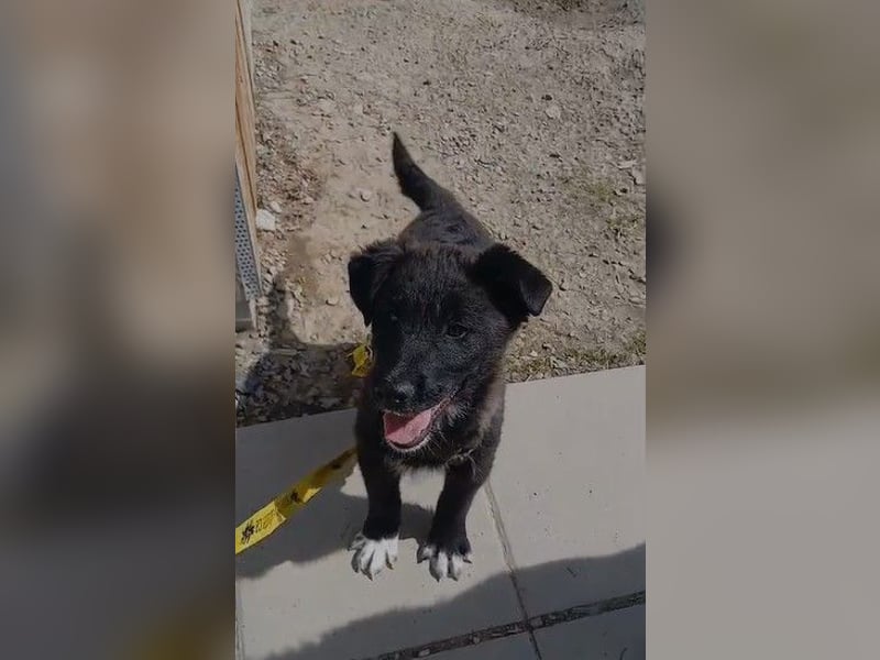 Fröhlicher Welpenjunge Buddy