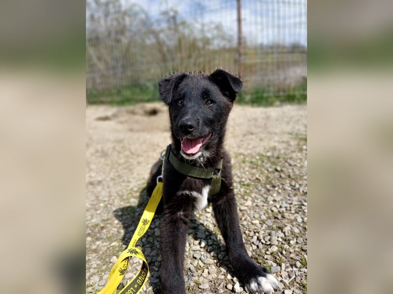 Fröhlicher Welpenjunge Buddy