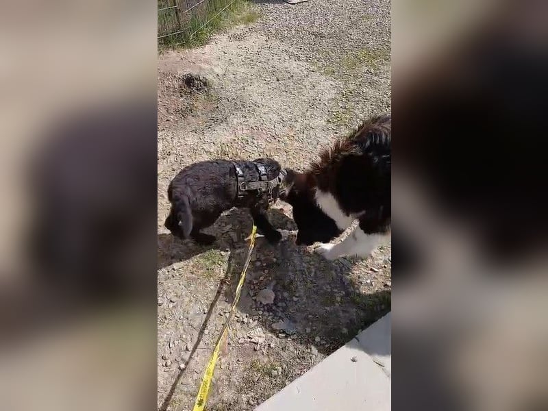 Fröhlicher Welpenjunge Buddy
