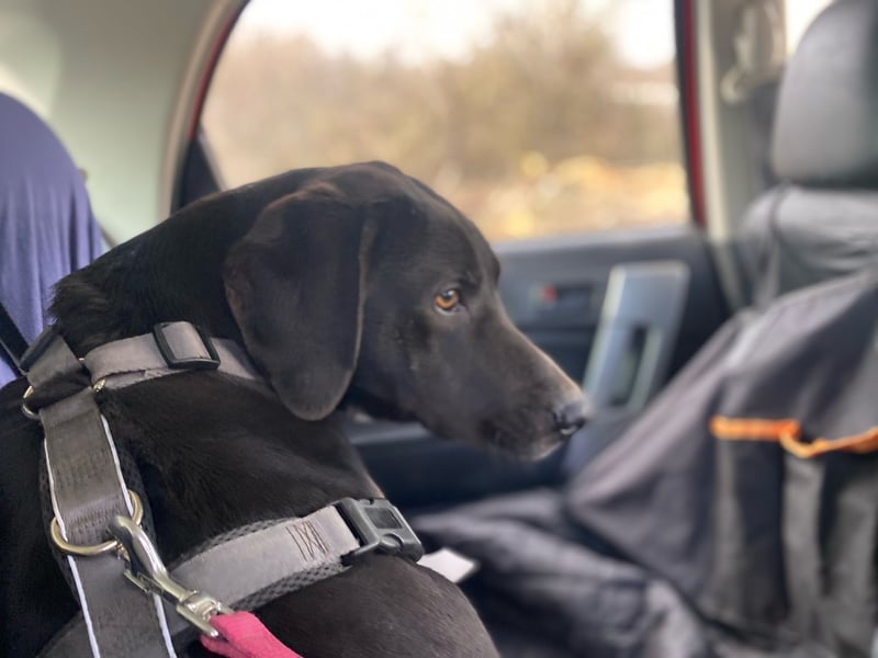 Ozzy – Ein fröhlicher Entdecker sucht sein Zuhause!