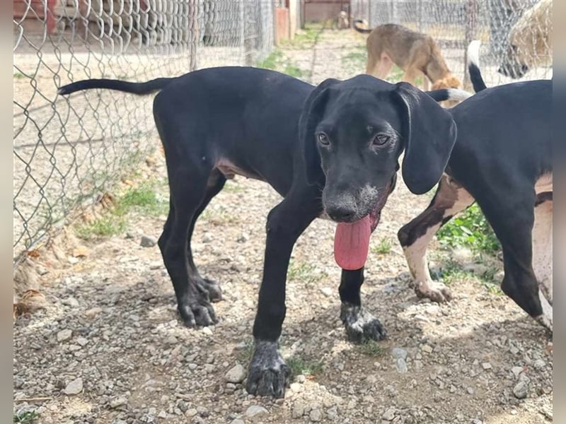 Elvis – Ein kleiner Abenteurer sucht sein Zuhause!