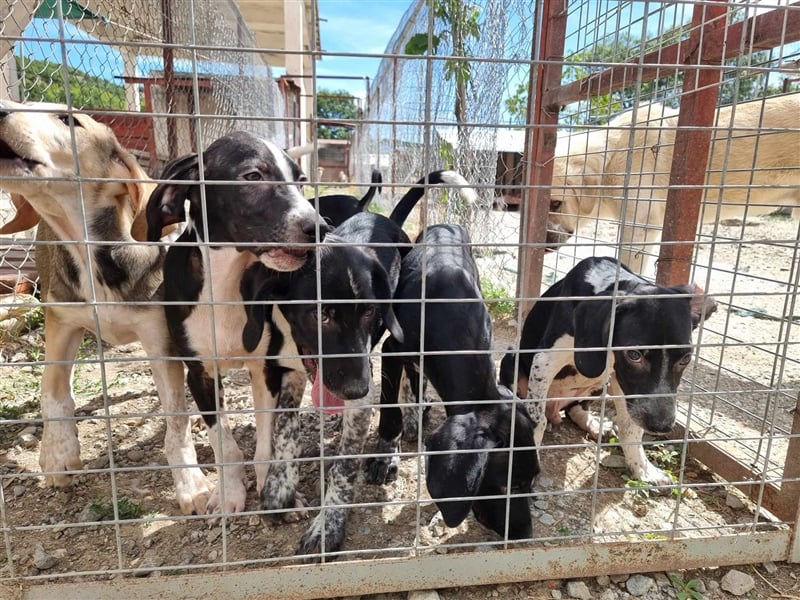 Elvis – Ein kleiner Abenteurer sucht sein Zuhause!