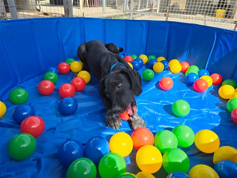 Elvis – Ein kleiner Abenteurer sucht sein Zuhause!