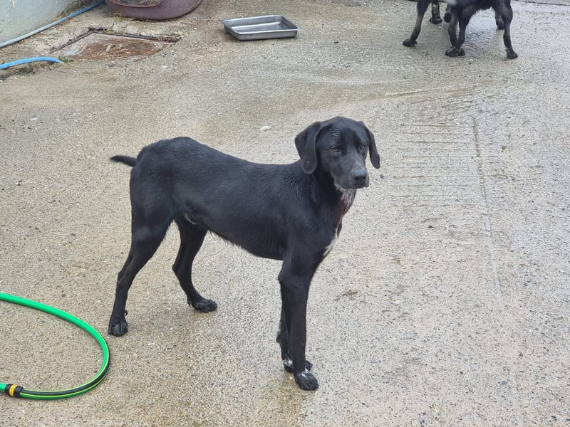 Ozzy – Ein fröhlicher Entdecker sucht sein Zuhause!