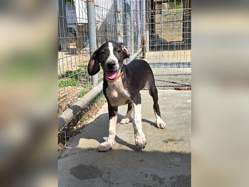 Neues Zuhause für Quinn - Ein Abenteuer wartet!
