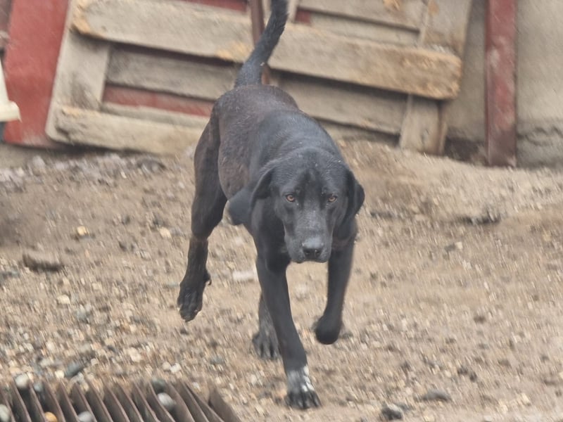 Elvis – Ein kleiner Abenteurer sucht sein Zuhause!