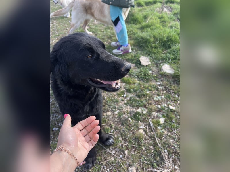 Arnie – Ein treuer Freund wartet auf sein Zuhause!