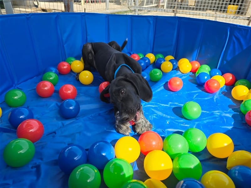 Elvis – Ein kleiner Abenteurer sucht sein Zuhause!