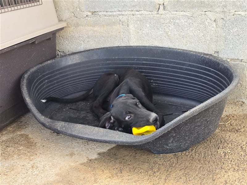 Elvis – Ein kleiner Abenteurer sucht sein Zuhause!