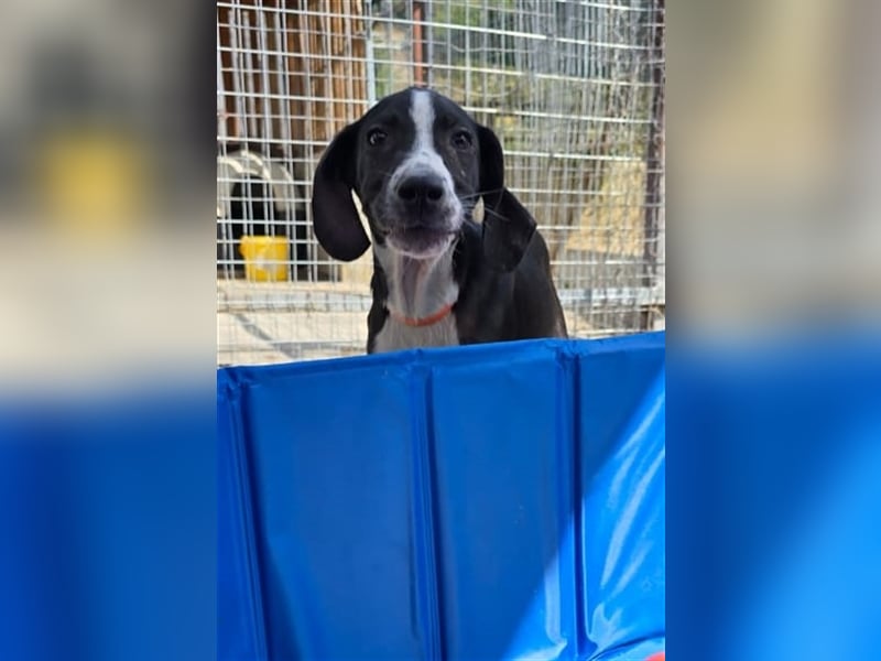 Neues Zuhause für Quinn - Ein Abenteuer wartet!
