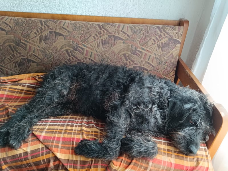 Ein neues Glück für Senior OTTO