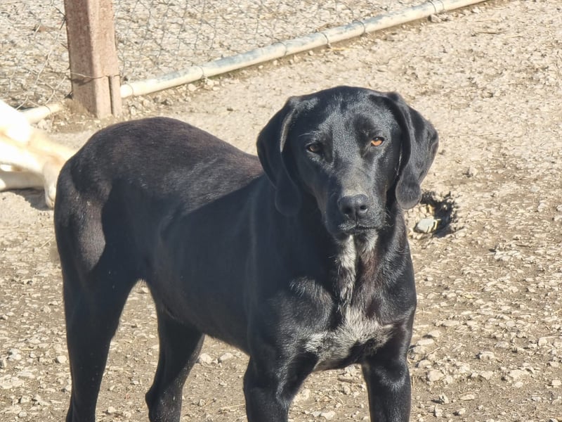 Elvis – Ein kleiner Abenteurer sucht sein Zuhause!