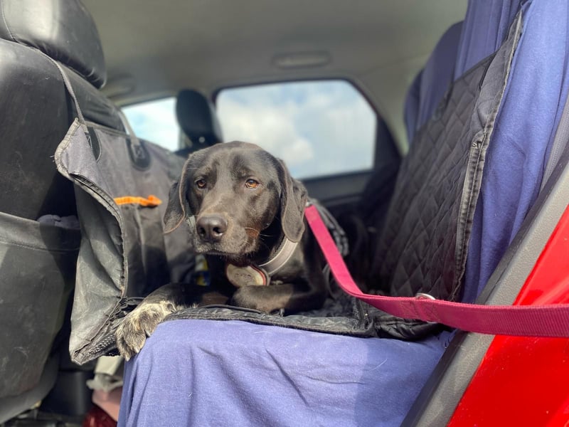 Ozzy – Ein fröhlicher Entdecker sucht sein Zuhause!