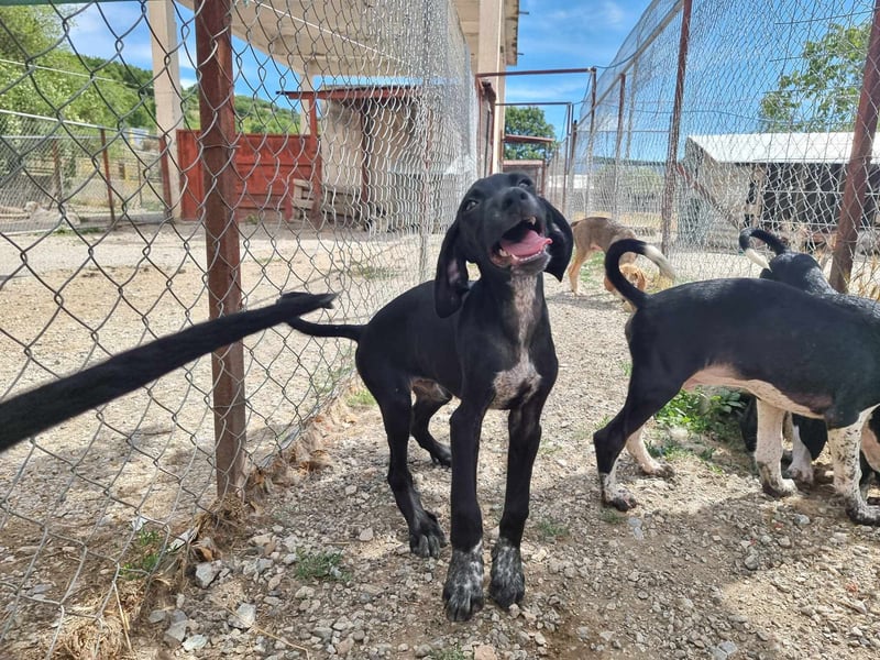 Elvis – Ein kleiner Abenteurer sucht sein Zuhause!