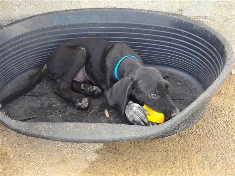 Elvis – Ein kleiner Abenteurer sucht sein Zuhause!