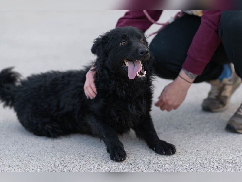 kroatischer Schäferhundmix Gogi