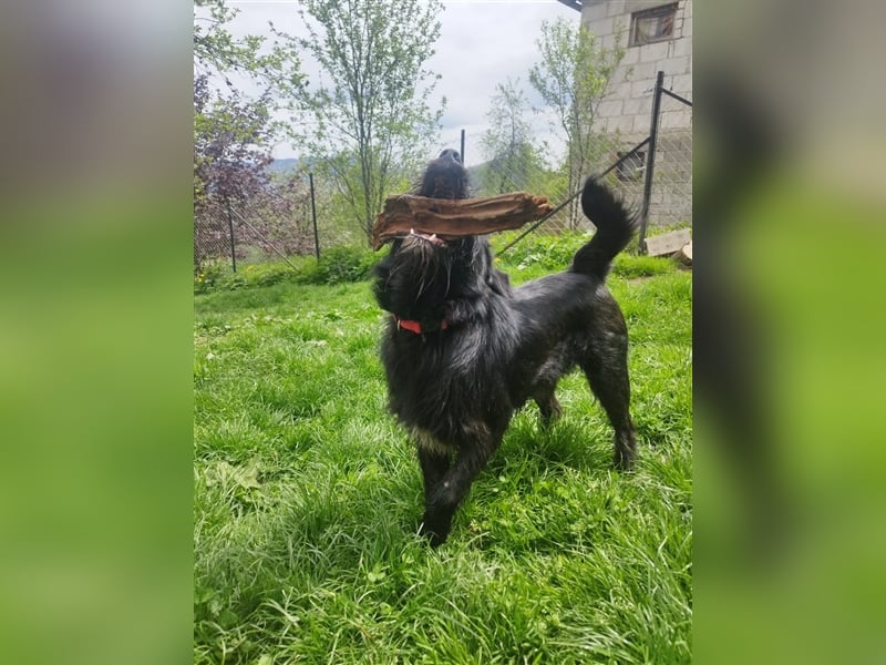 Junghund Otto