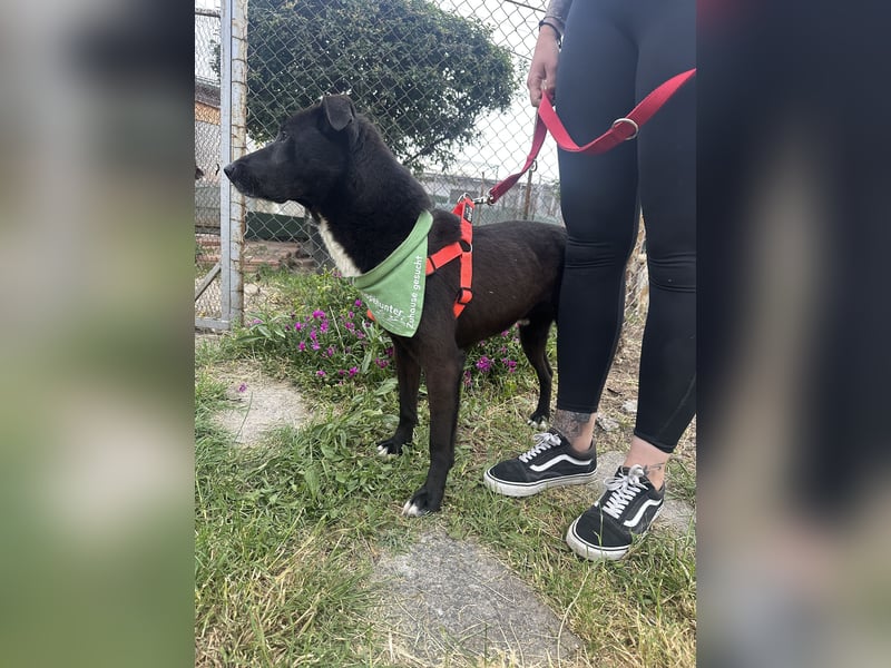 Familienhund Roman