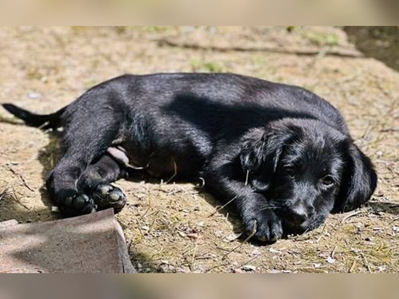 Jordi, schwarze Schönheit sucht seine Menschen