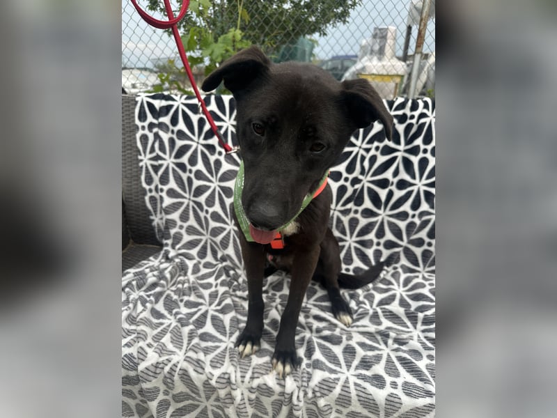 Familienhund Roman