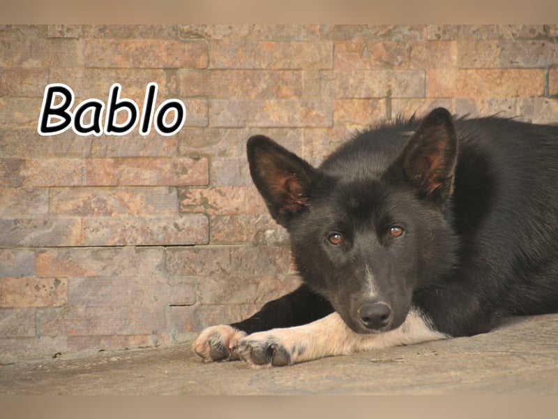 Haben Sie Lust auf ein gemeinsames Leben mit Bablo?
