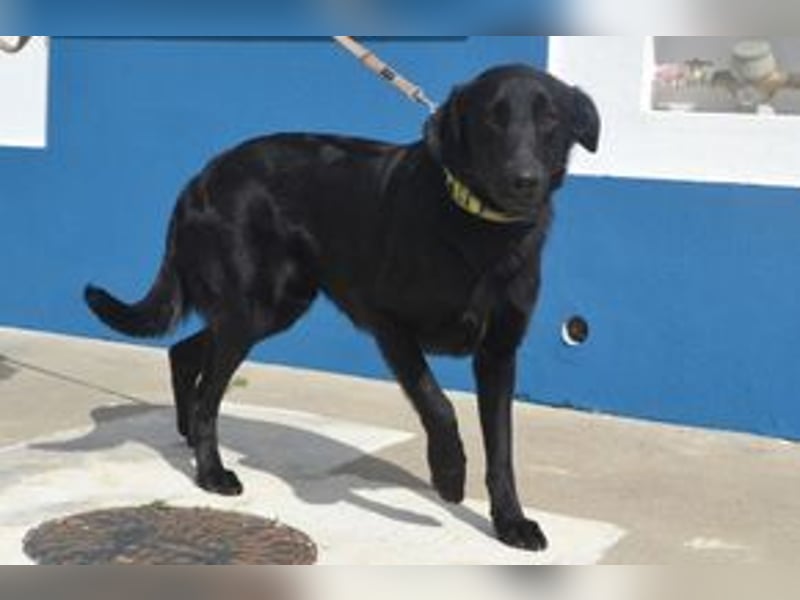 Rafa, ein menschenbezogener und sehr lieber Familienhund