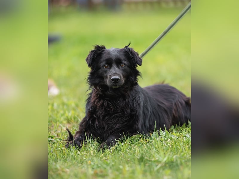Rick-ein Plüschteddy sucht sein Zuhause