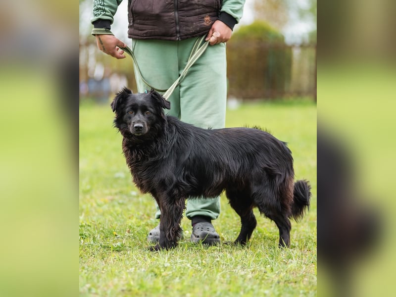 Rick-ein Plüschteddy sucht sein Zuhause