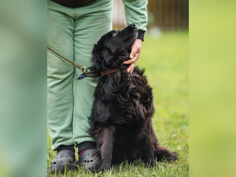 Rick-ein Plüschteddy sucht sein Zuhause